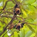 bat_fruit_lan_baa_v_0299_mal0789.jpg